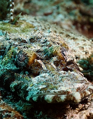 Raja Ampat 2016 - Cymbacephalus beauforti - Crocodile flathead - Poisson crocodile de Beaufort - IMG_4845_rc